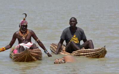 The swimming cows 