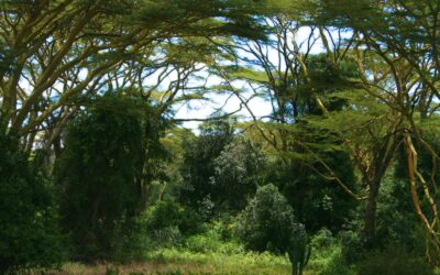 Age Marking: Transforming Kenya into a Green Paradise