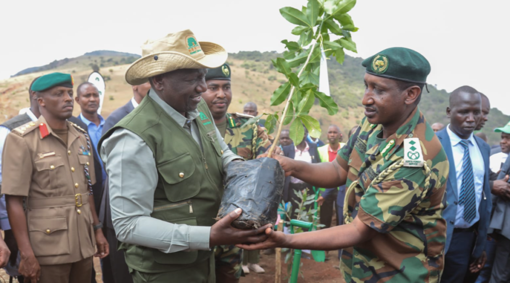 Tree planting holiday! But where are the seedlings?