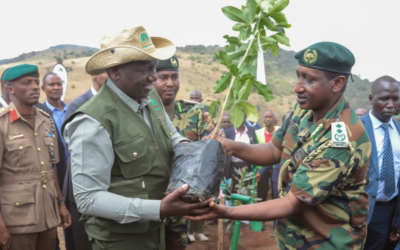 Tree planting holiday! But where are the seedlings?