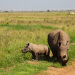 FIRST RHINO IVF IN THE WORLD