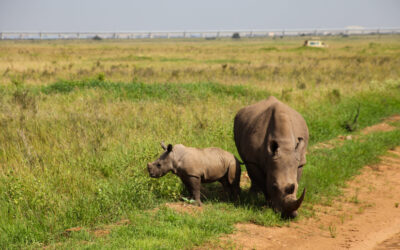 Southern White Rhino grazing in Nairobi National park. 