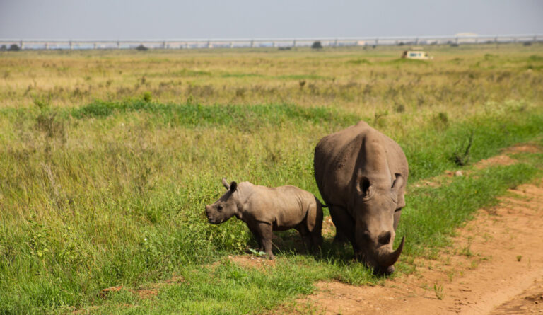 Southern White Rhino, Nairobi National park