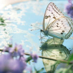 Fluttering White Butterflies in Kenya Explained