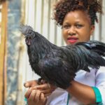 Black chicken rearing Joyce Kihara an ornamental bird farmer holding a rare black chicken, Ayala Cemani