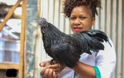 Black chicken rearing Joyce Kihara an ornamental bird farmer holding a rare black chicken, Ayala Cemani