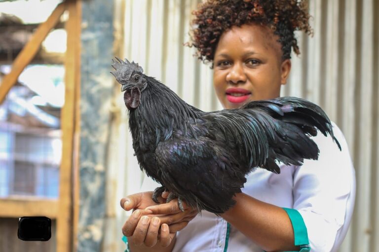 Black chicken rearing Joyce Kihara an ornamental bird farmer holding a rare black chicken, Ayala Cemani