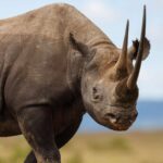 Black Rhinos Return to Laikipia North After 50-Year Poaching Extinction