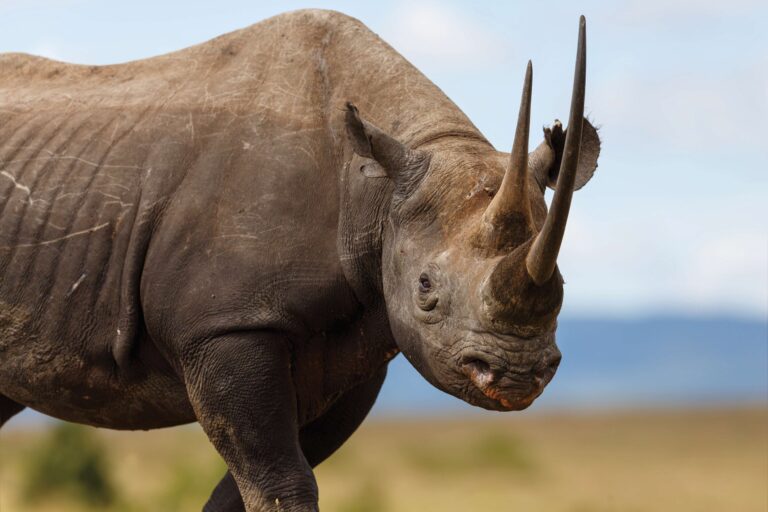 Black Rhino Laikipia Photo Rights by maggymeyer - Fotolia