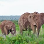 Demonstrate the wildlife in Kenya