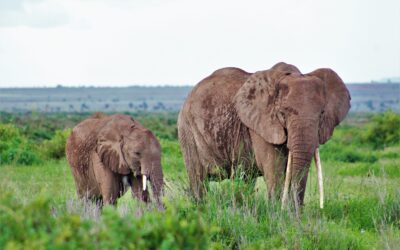 IN the evening elephants having their grazing. | Photo by Neville Ng'ambwa