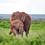 Kajiado Governor Urges Action Against Tanzanian Hunting Permits