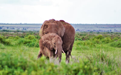 An elephant with its calve feeding.  PHOTO BY NEVILLE NG'AMBWA