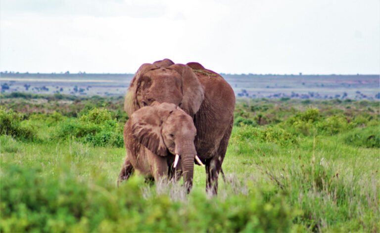 An elephant with its calve feeding.  PHOTO BY NEVILLE NG'AMBWA