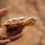 Fastest Tortoise Faces Threat in Kenya