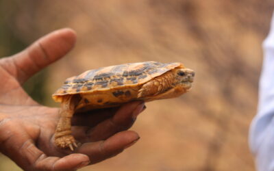 Fastest tortoise faces threat in Kenya