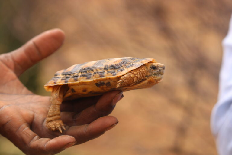 Fastest tortoise faces threat in Kenya