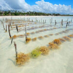 Empowering Women through Seaweed Farming in Kwale, Kenya