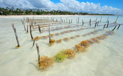 Empowering Women through Seaweed Farming in Kwale, Kenya