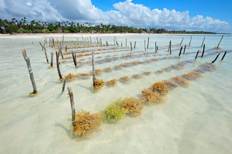 SEAWEED FARMING_edited