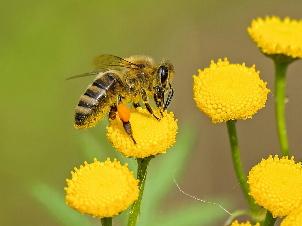 Beekeeping Beyond Honey: Kenya’s Venomous Venture