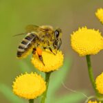 Beekeeping Beyond Honey: Kenya’s Venomous Venture