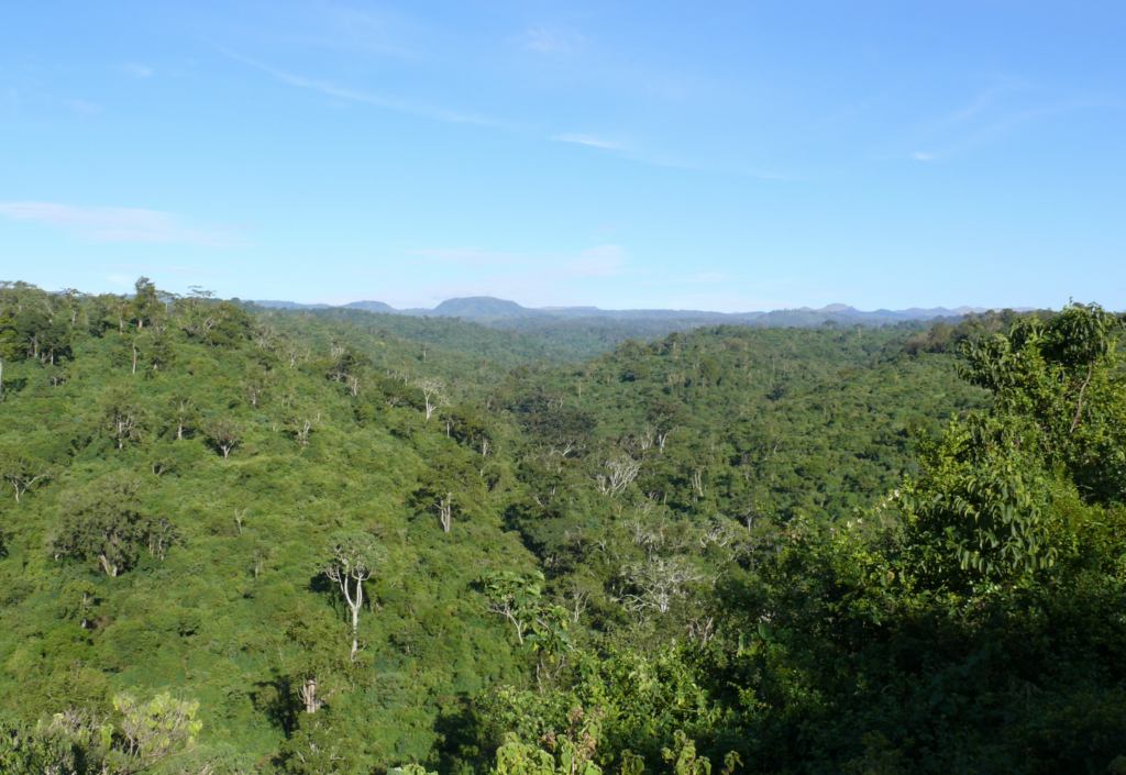 Victory for Conservation: Court Halts Construction of Controversial Aberdare Road