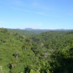 Victory for Conservation: Court Halts Construction of Controversial Aberdare Road