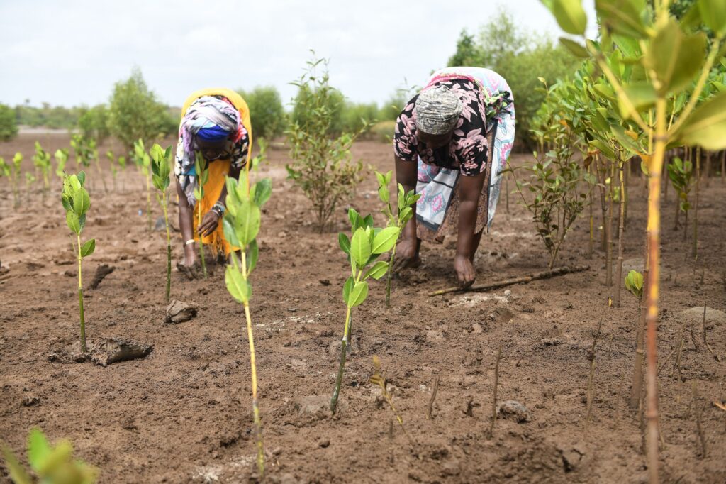 Carbon Credit and Market-Based Forest Conservation Failing