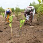 Carbon Credit and Market-Based Forest Conservation Failing