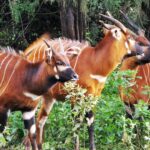Kenya Successfully Repatriates Iconic Mountain Bongo to Sanctuary