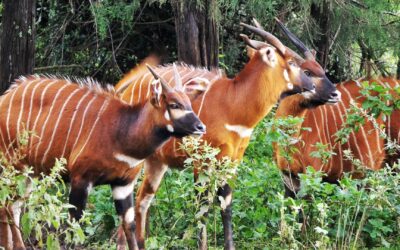 Kenya Successfully Repatriates Iconic Mountain Bongo to Sanctuary