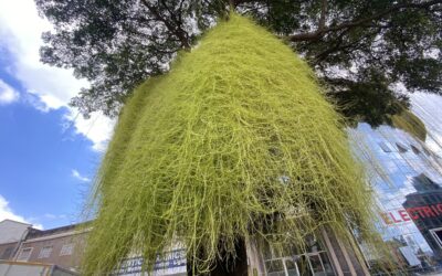 Invasive Dodder weed stifling life from crops and forest  cover in Kenya