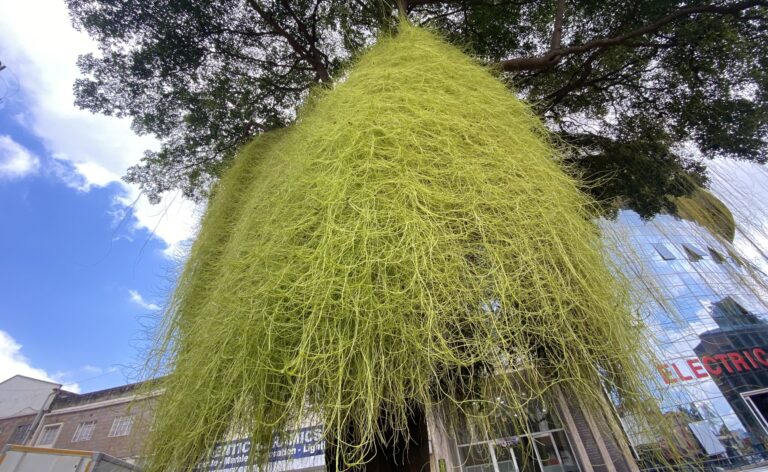 Invasive Dodder weed stifling life from crops and forest cover in Kenya