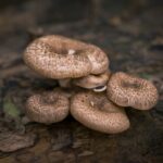 Mushrooms, The Forgotten Environmentalists