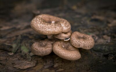 Mushrooms; The Forgotten Environmentalists