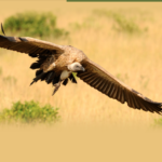 KWS to Spend Sh18 Million to Track Vultures and Combat Poisoning