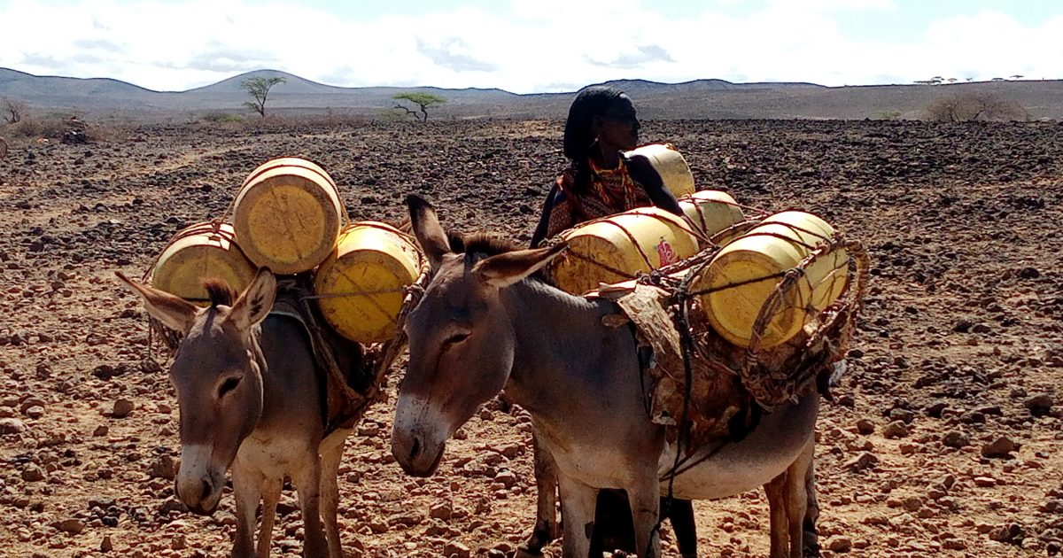 Maternity Leave for Donkeys - Big3Africa.org