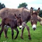 Maternity Leave for Donkeys