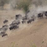 Over-Tourism Threatens the Serengeti and Masai Mara During Migration