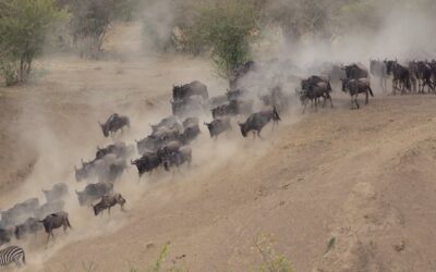 Over-Tourism Threatens the Serengeti and Masai Mara During Migration