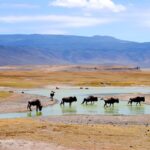 Mara-Serengeti Ecosystems Threatened By Climate Change