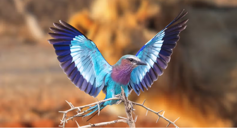 Lilac Breasted Roller