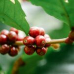 EU Delays Deforestation Rules, Offering Relief to Kenya’s Coffee Sector