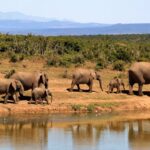 A Planet in Crisis as Wildlife Populations Decline by 73%