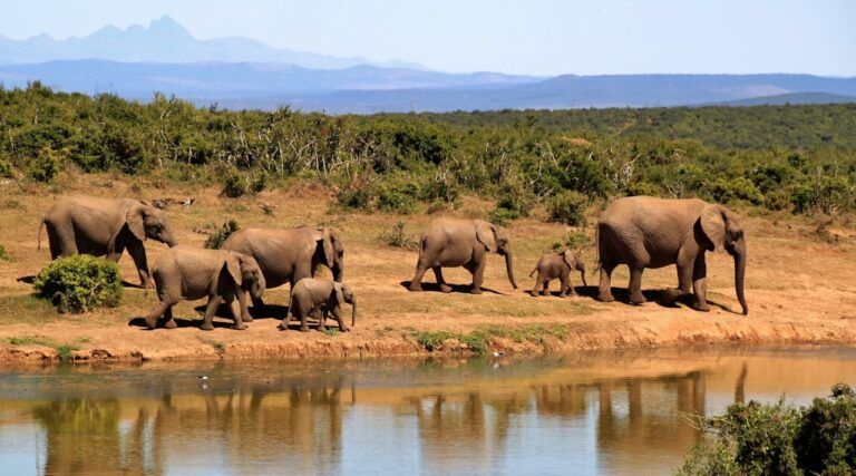 Elephants at waterhole in Namibia