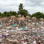 Plastic Waste Impact on Lamu’s Donkeys