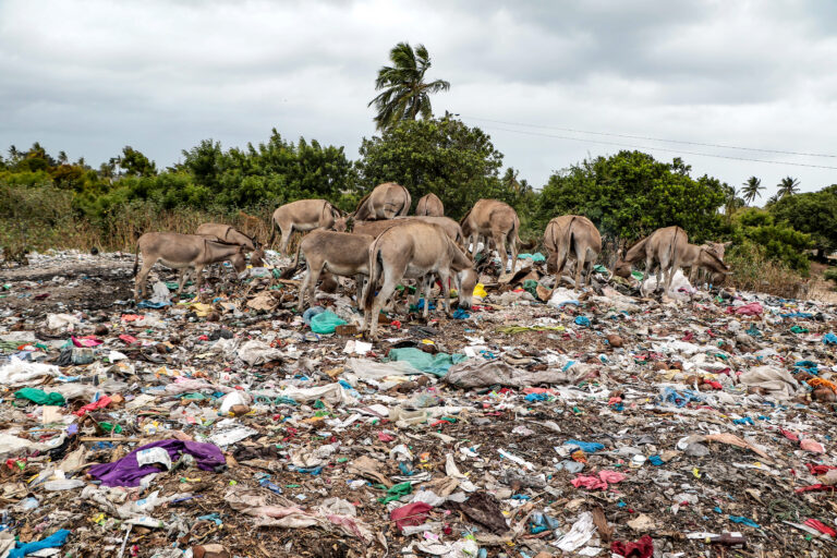 Donkeys scavenging at the dumping site Photos James Wakibia