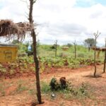 Beehive Fences Keep Elephants at Bay in Kenya