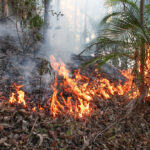 Kenya Boosts Forest Fire Defense with Sh 2.8B French Aid